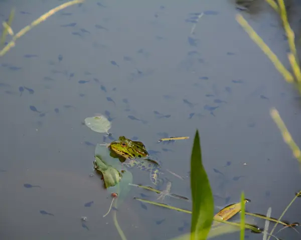 Una rana observa a los renacuajos que nadan en el agua. Los renacuajos comen algas y materia vegetal.