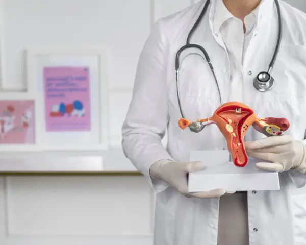 Lekarz prezentuje model narządów rodnych, omawiając grubość endometrium normy.