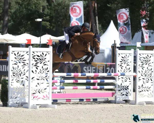 Un cheval de selle français normand saute un obstacle. L'élevage de chevaux de selle français en Normandie est réputé pour la qualité de ses athlètes équestres.