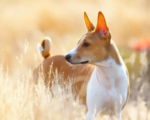 Basenji, jedna z ras pierwotnych psów, w złotym świetle wśród traw.