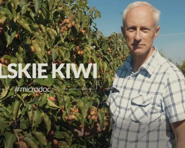Mężczyzna w kratę stoi przed krzewem kiwi z owocami.