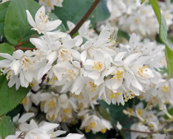 Zarte weiße Blüten der Deutzie, bereit für den Rückschnitt.