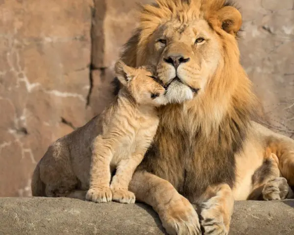 Ein Löwenjunges kuschelt sich an seinen Vater. Ein schöner Anblick, der den Unterschied zwischen Zoo und Tierpark verdeutlicht: Hier erleben wir die Tiere in einer liebevollen, natürlichen Umgebung.