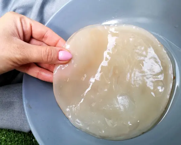 Gdzie kupić grzybek kombuchy (SCOBY)? Sprawdzone miejsca i ceny
