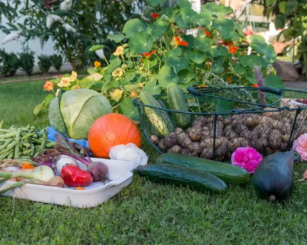 Un ricco orto autunnale: cavoli, zucca, patate, fagiolini, cetrioli, carote e fiori su un prato verde.
