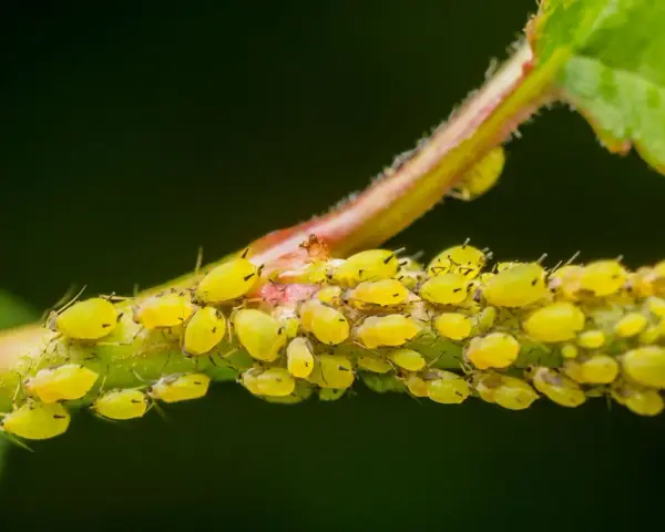 Colonia di afidi gialli su un fusto, con alcune uova visibili tra gli insetti.