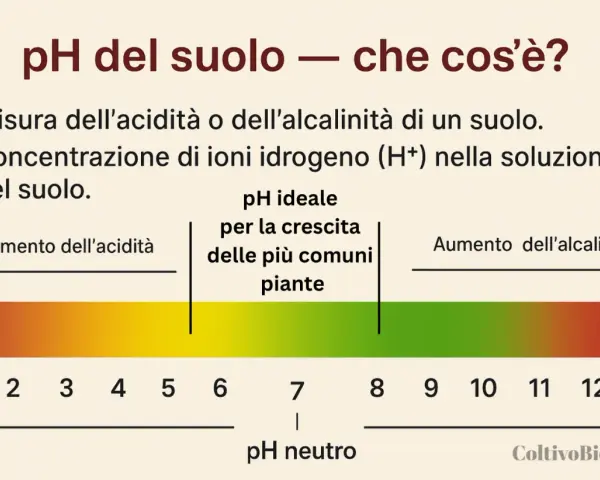 Grafico che illustra come misurare il pH del terreno, mostrando la scala da acido ad alcalino e il pH ideale per le piante.