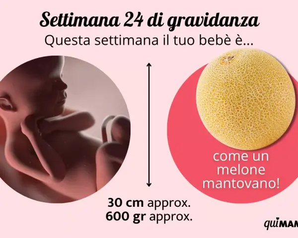 A 24 settimane di gravidanza, il tuo bebè è grande come un melone mantovano, circa 30 cm e 600 gr.