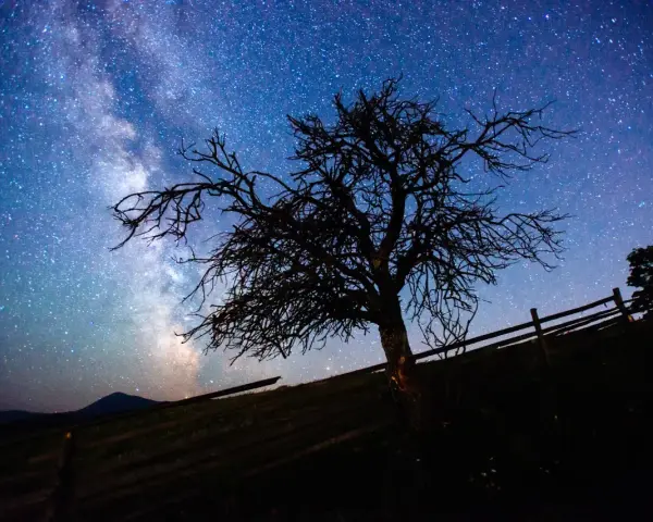 Nocne niebo z Drogą Mleczną nad samotnym drzewem. Dowiedz się, jak zrobić zdjęcie gwiazd telefonem, by uchwycić takie cuda.