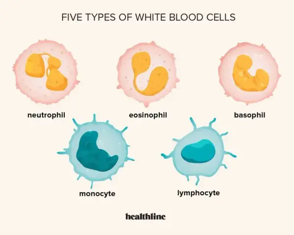 Pięć typów białych krwinek: neutrofil, eozynofil, bazofil, monocyt, limfocyt. Zwiększona liczba białych krwinek to leukocytoza.