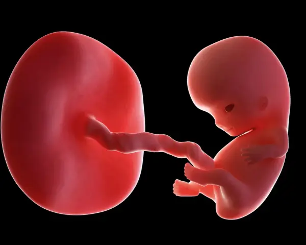 Płód w 9 tygodniu ciąży, który to miesiąc? Rozwija się, czerpiąc życie z pępowiny połączonej z owalnym tworem.