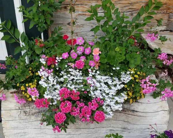 Kolorowe pelargonie i inne kwiaty tworzą bujne wypełniacze do skrzynek, ozdabiając drewnianą ścianę.