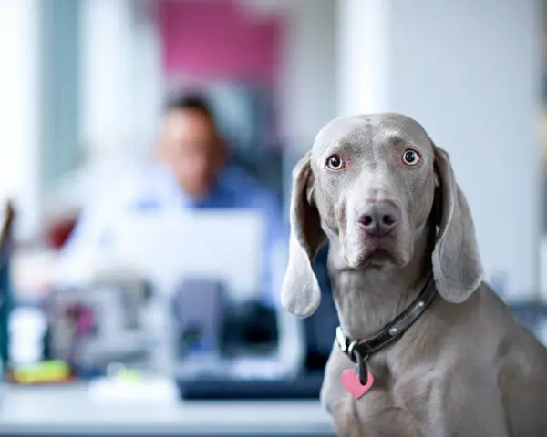 Ein Weimaraner-hund am arbeitsplatz schaut neugierig in die Kamera. Im Hintergrund verschwommen ein Kollege.