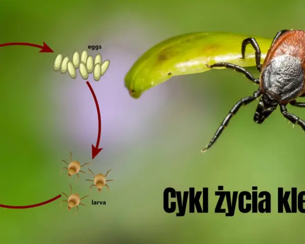 Kleszcze: Bezpieczne metody dla ludzi i zwierząt. Co wybrać?