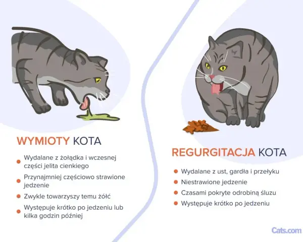 Szary kot wymiotuje pianą, zieloną wydzieliną. Obok siedzi inny kot, który wygląda na chorego, z jedzeniem przed sobą.