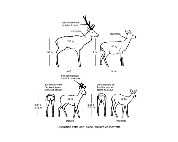 Illustration comparant cerf, biche (la femelle du cerf), brocard et chevrette, avec leurs caractéristiques physiques et poids.