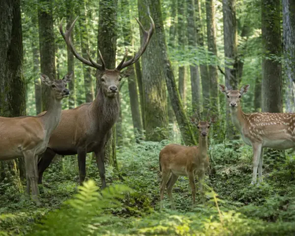 Une famille cerf, composée d'un grand cerf majestueux, de deux femelles et d'un jeune faon, se tient dans une forêt verdoyante.