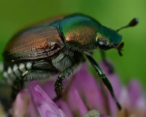 Coleottero metallico su fiore viola, un esemplare di Popillia japonica. Come eliminarla?