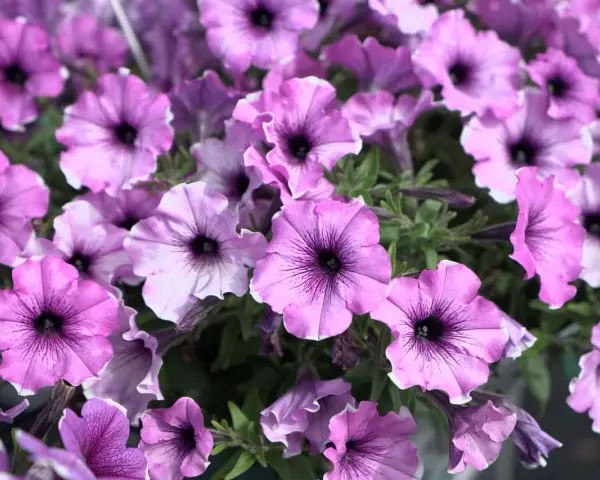 En klase lila surfinior med mörka vener, som visar skillnad på surfinia och petunia.