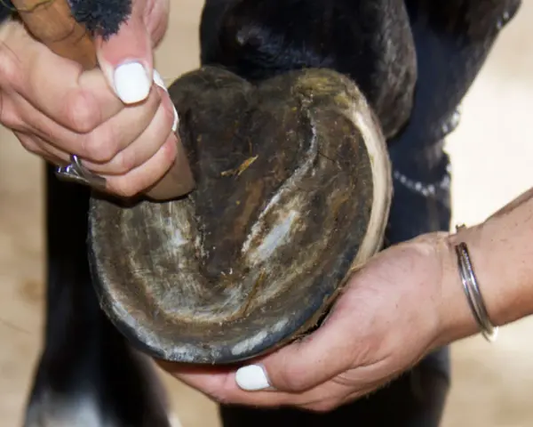 Une personne utilise un cure-pied pour nettoyer une sole de cheval.