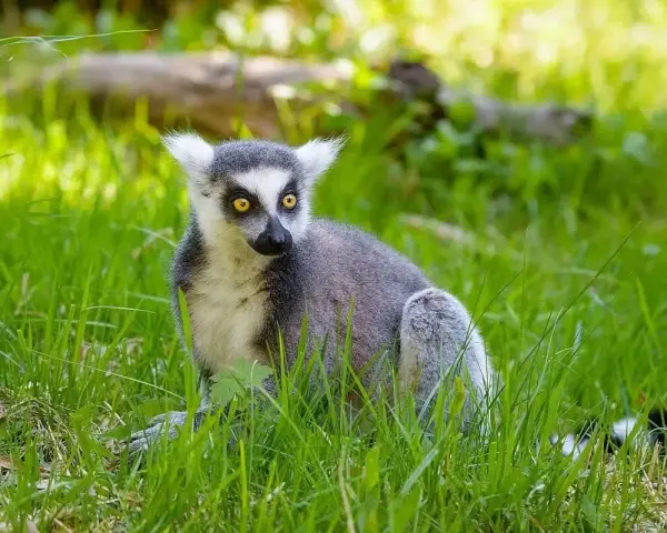 Katta z Madagaskaru z żółtymi oczami siedzi w zielonej trawie, wypatrując czegoś.
