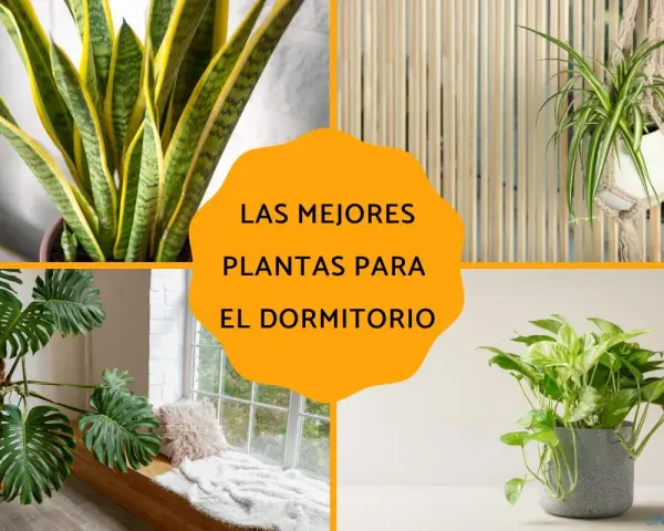 Plantas para dormitorio: Sansevieria, planta araña, monstera y potos. Ideas para un hogar más verde.