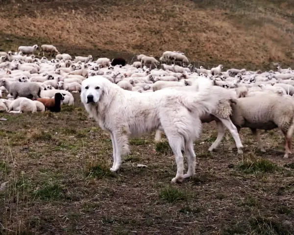 Un chien de berger Patou veille sur un troupeau de moutons dans un pré.