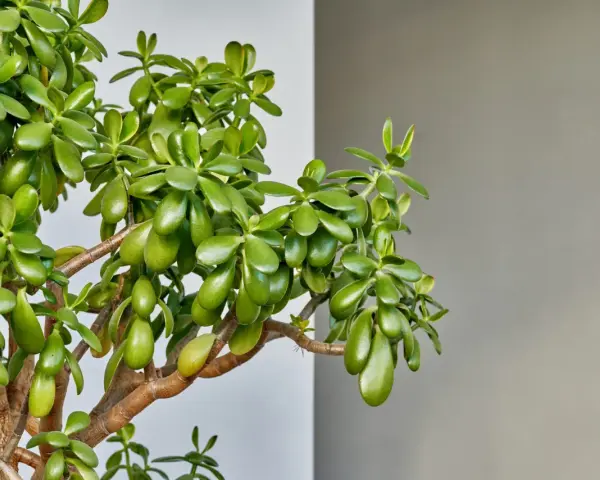 Un exuberante árbol de jade con hojas carnosas y verdes. Consejos para el arbol de jade cuidados: luz brillante indirecta y riego moderado.