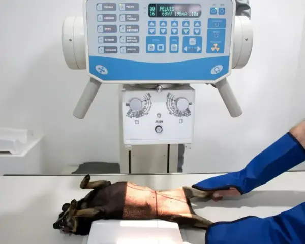 RTG kota w klinice weterynaryjnej. Zwierzę leży na stole pod aparatem rentgenowskim, a technik w ochronnych rękawach przygotowuje się do badania.