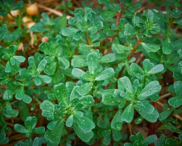 Gocce di rugiada brillano sulle foglie carnose dell'erba portulaca, che si estende rigogliosa sul terreno.