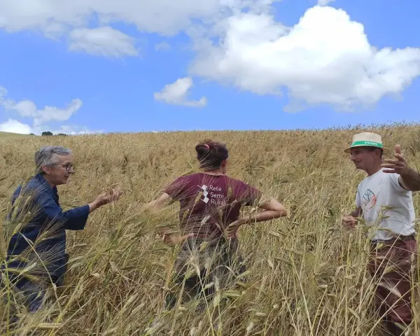 Tre persone discutono nel campo di grano maturo, un esempio di coltivazione grano sotto un cielo azzurro con nuvole bianche.