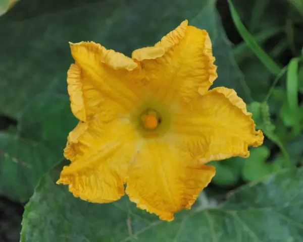 Un vibrante fiore di zucca giallo, simbolo del periodo estivo, si apre tra le foglie verdi.