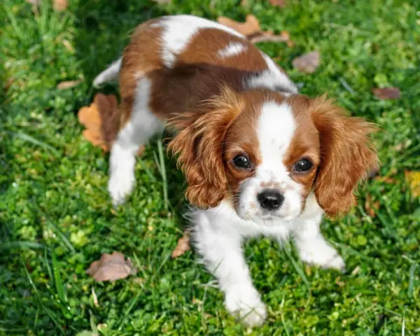 Uroczy Cavalier King Charles Spaniel, idealny piesek do mieszkania, siedzi na trawie.