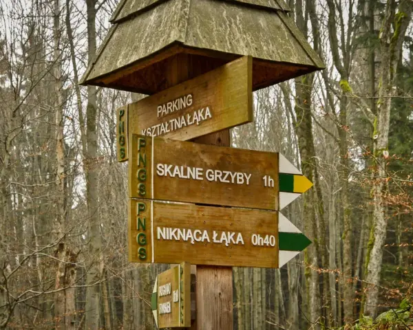 Drewniany drogowskaz w lesie wskazuje trasę do Skalnych Grzybów. Wskazówki prowadzą też na parking i do Niknącej Łąki.