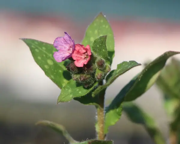 Zwei zarte Blüten, eine rosa, eine lila, auf einem Stiel mit geflecktem Lungenkraut.