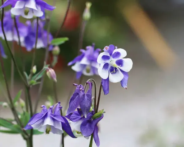 Zarte Akelei-Blüten in Violett und Weiß, ideal für sonnige bis halbschattige Standorte im Garten.