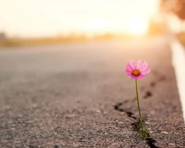 Ein zartes rosa Blümchen kämpft sich durch einen Riss im Asphalt. Ein Symbol der Hoffnung auf steinigen Wegen, das im warmen Abendlicht erstrahlt.