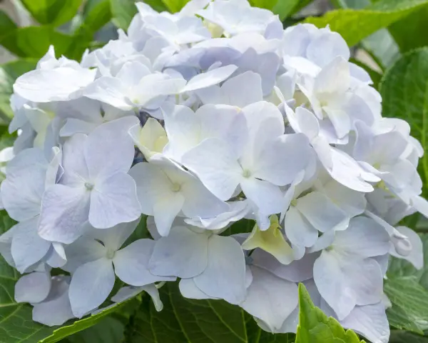 Una hermosa hortensia blanca, con pétalos delicados y un centro amarillento, rodeada de hojas verdes vibrantes.