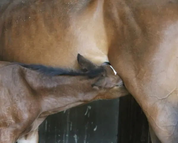 Un poulain brun tète sa mère, la vulve jument. Un moment tendre de connexion entre la mère et son petit.
