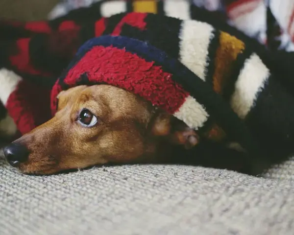 Węgiel aktywny dla psa: dawkowanie i kiedy pilnie do weterynarza?