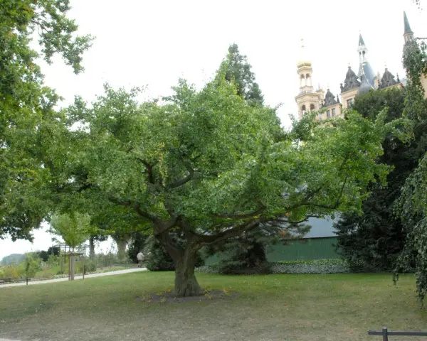 En ståtlig ginkgo biloba med sina karaktäristiska flikiga blad står i en park framför ett slott.