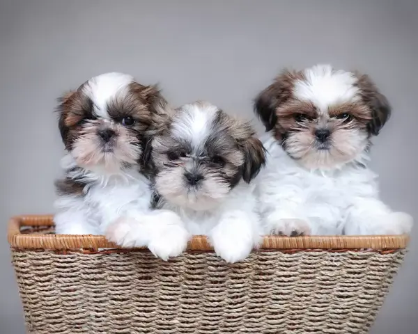 Shih Tzu sierść czy włosy - poznaj różnice i pielęgnację tej rasy