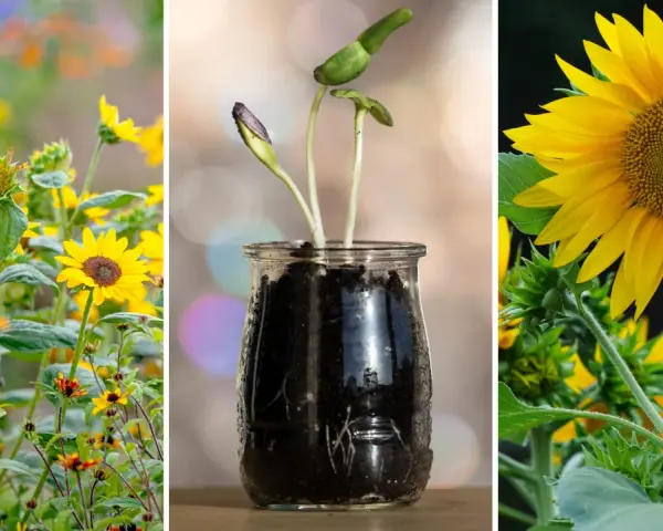 En bildsvit som visar hur man kan odla solrosor, från små groddar i en glasburk till fullvuxna blommor i en solig äng.