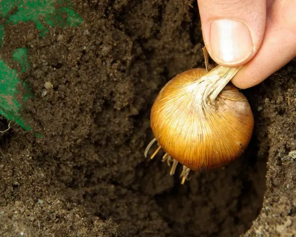 Eine Hand hält eine Zwiebel, bereit zum zwiebel einpflanzen in die Erde. Eine grüne Schaufel liegt daneben.