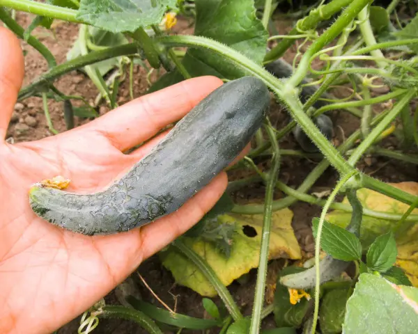 Mano che tiene un cetriolo verde, con piante di cetriolo sullo sfondo. Forse questo cetriolo diventerà giallo?