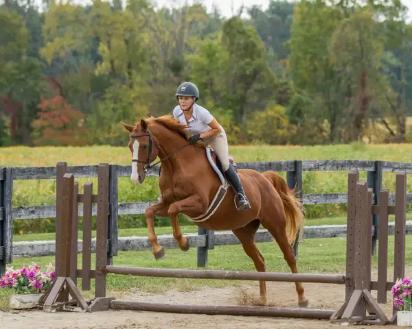 Une cavalière et son cheval brun sautent une barrière. Le hunter est en plein effort, montrant sa puissance et son agilité.