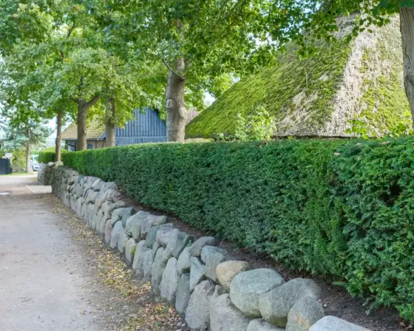 Eine dichte Hecke aus Eibe pflanzen säumt einen Weg mit Steineinfassung. Dahinter ein reetgedecktes Haus und Bäume.
