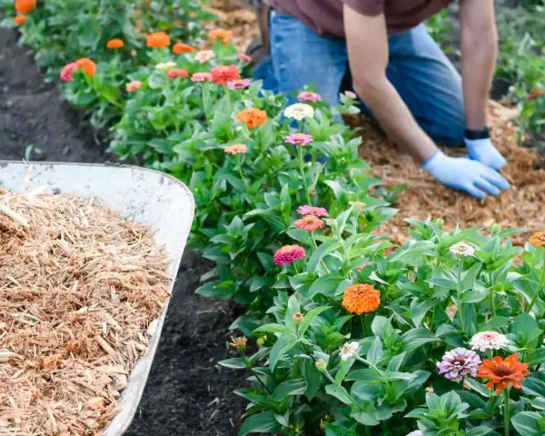 A gardener demonstrates how to lay mulch around vibrant zinnias. A wheelbarrow full of mulch sits nearby.