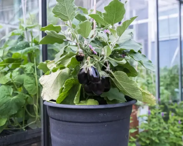 En kruka med en planta som bär flera mörka, glänsande auberginer. Det är en vacker syn att se hur man kan odla aubergine i växthus.