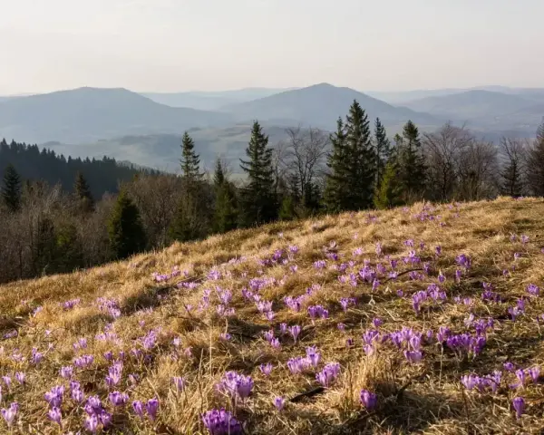Wiosna na stokach gór z Turbaczem. Fioletowe krokusy kwitną na trawiastym zboczu, a w tle widać łagodne, zamglone pasma górskie.